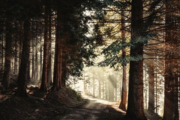 Wald im Morgenlicht von Dirk Wüstenhagen