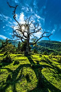 Toter Baum