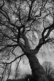 Un arbre impressionnant