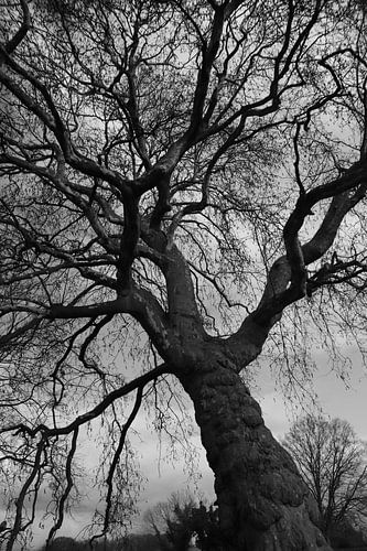 Un arbre impressionnant