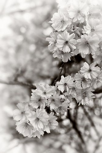 Fleurs de cerisier japonais vintage noir blanc