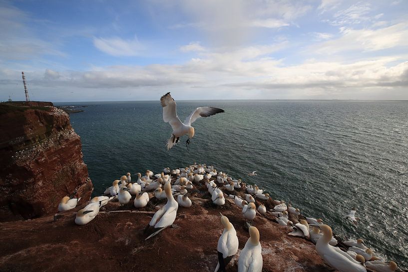 Jan-van-genten Helgoland Eiland Duitsland van Frank Fichtmüller