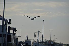 Heron flies over boats by Naomi Visser