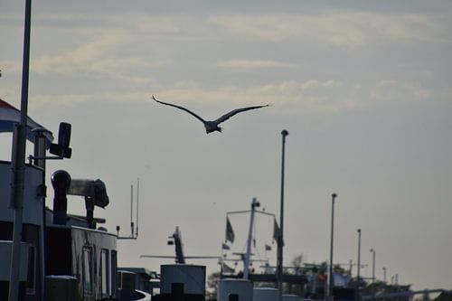 Heron flies over boats