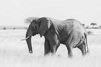 Olifant in nationaal park