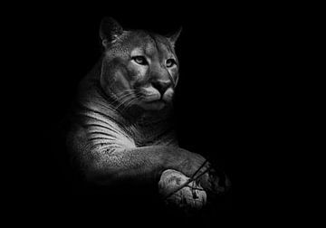 Een trotse mooie roofkat zit in de duisternis. kat in het nachtbos, zwarte achtergrond. Puma (poema) van Michael Semenov