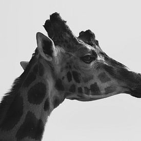 Zijaanzicht portret van giraf in zwart-wit van Tim Goossens