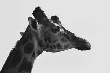 Side view portrait of giraffe in black and white