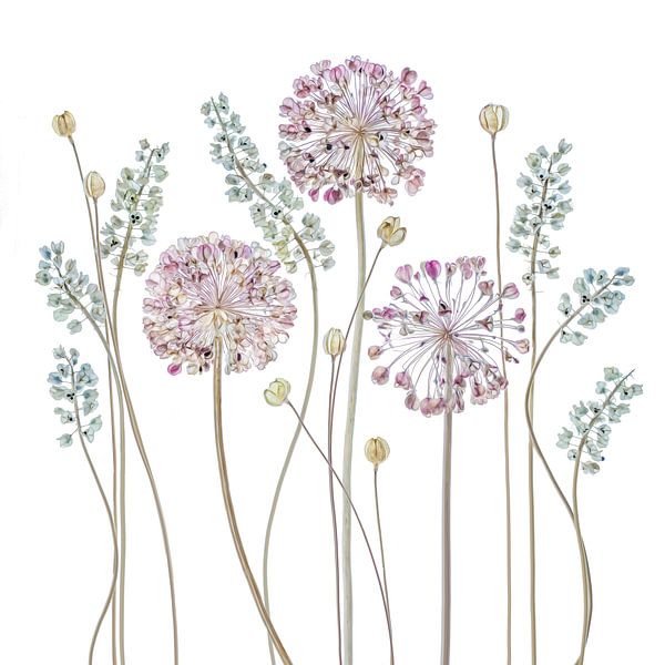 Allium, Mandy Disher van 1x