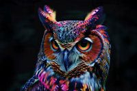 the wise colourful owl from the animal kingdom fineart artwork modern