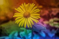 Bloem in kleuren