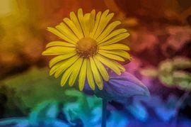 Bloem in kleuren von Leo Huijzer