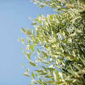 Olijfbladeren aan een boom met een blauwe lucht als achtergrond van Esther esbes - kleurrijke reisfotografie