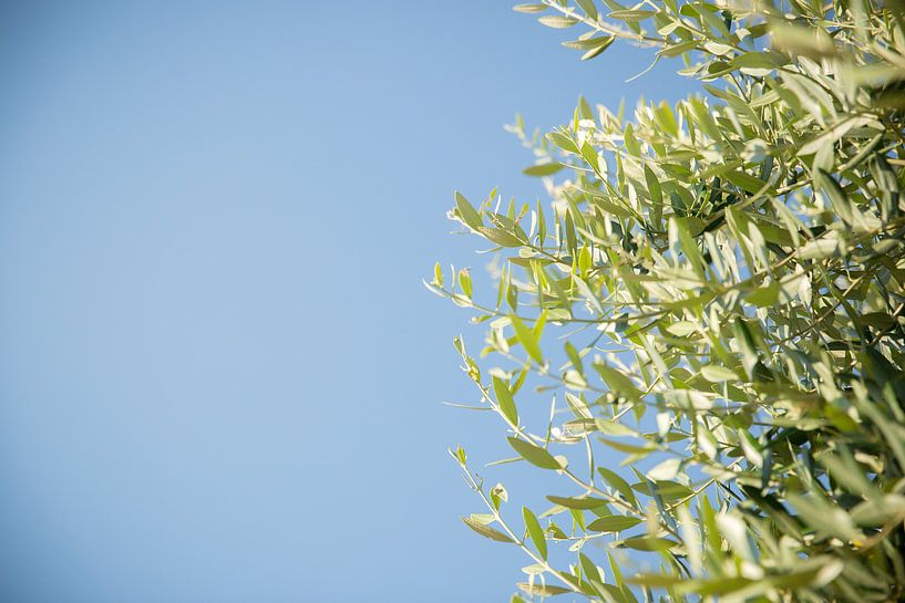Olive leaves on a tree with a blue sky as background by Esther esbes - kleurrijke reisfotografie
