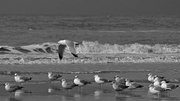 Seagulls on the North Sea beach by Peter Bartelings