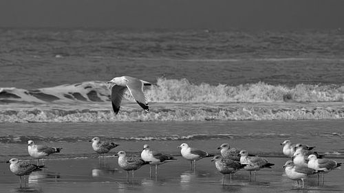 Zeemeeuwen aan het Noordzeestrand