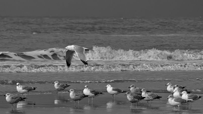 Zeemeeuwen aan het Noordzeestrand van Peter Bartelings