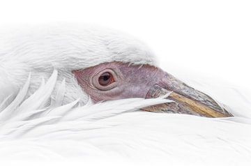 Witte pelikaan portrait by Ron Meijer Photo-Art