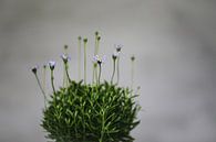 Bloem van Carla Van Iersel thumbnail