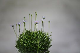 Flower by Carla Van Iersel