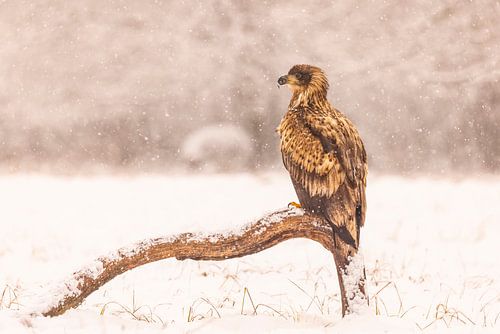 Zeearend, Haliaeetus albicilla. Roofvogels.