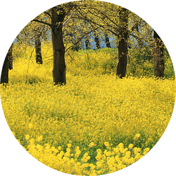 Gele raapzaad of koolzaad bloemen pracht lente van Bobsphotography