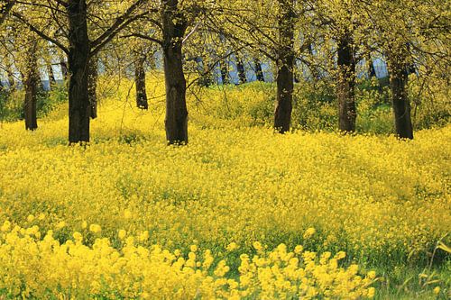 Yellow rapeseed or colza flowers splendor