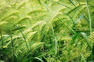 Groen zonnig gerstveld, abstract natuurachtergrondconcept voor landbouw en voeding, bemesting en pes