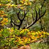Edelhert tussen herfstbladeren – Veluwezoom natuurfotografie van Saranda in t Veld Fotografie