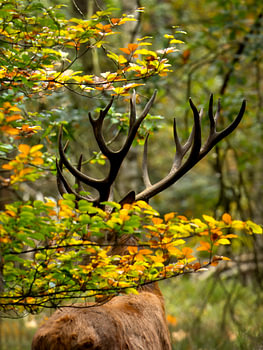 Rotwild im Herbstlaub - Veluwezoom Naturfotografie