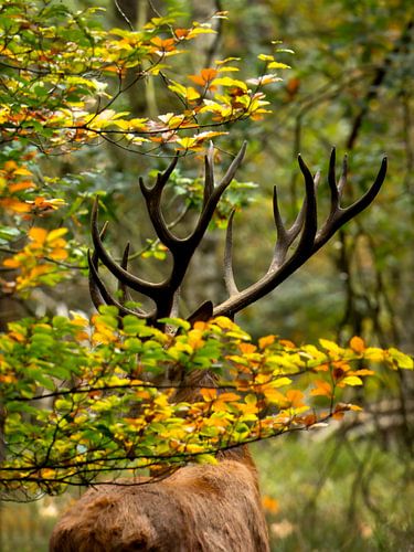 Edelhert tussen herfstbladeren – Veluwezoom natuurfotografie