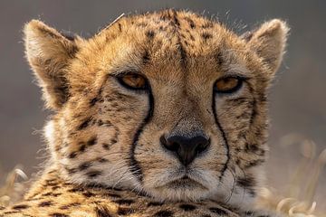 Jachtluipaard, Cheeta. Acinonyx jubatus