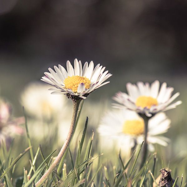 daisies in the field by Jolanda Aalbers
