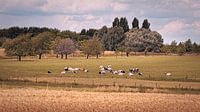 Cows in Ingber by Rob Boon thumbnail