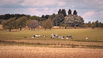 Cows in Ingber by Rob Boon