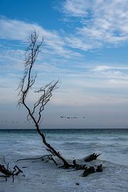 Stummer Zeuge des Meeres