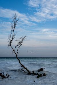 Témoin silencieux de la mer