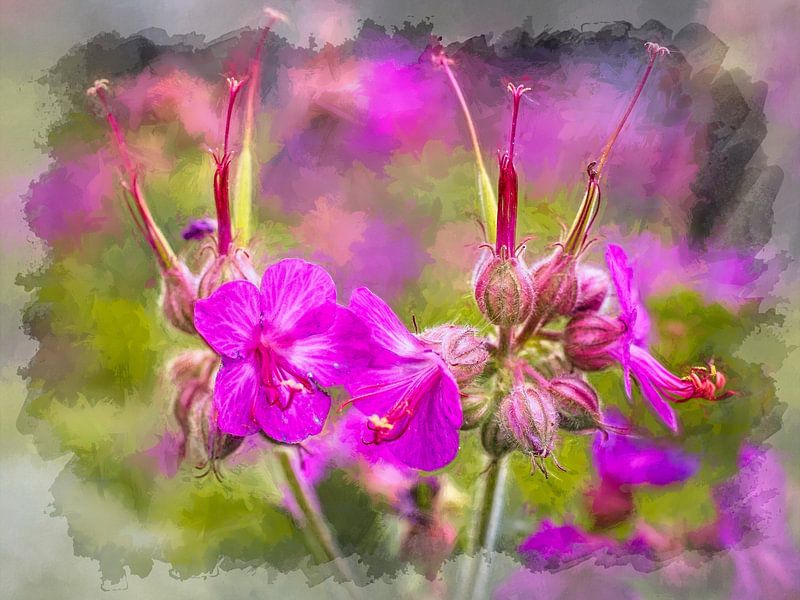 Geranium (Heron's beak) by Rob Boon
