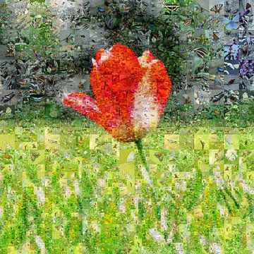Tulp in veld van Carla van Zomeren