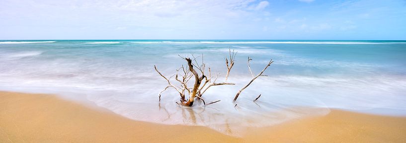 Soul tree by Vincent L.