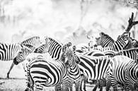 Zebra's in Serengeti Tanzania van Leon van der Velden thumbnail