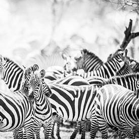 Zèbres à Serengeti Tanzanie sur Leon van der Velden