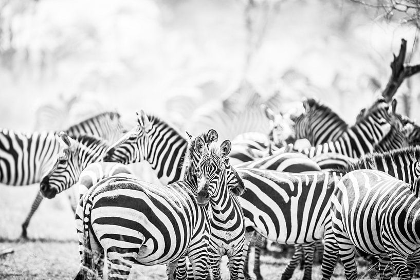 Zebra's in Serengeti Tanzania van Leon van der Velden