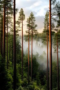 Licht und Schatten