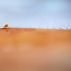 Gitta Reiszner Profilfoto