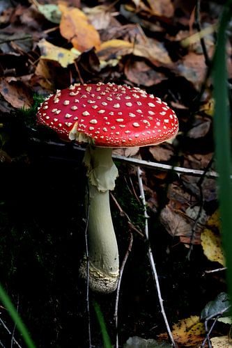 Fly agaric photographed at a nature reserve near Lochem