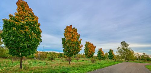 De herfst begint te kleuren