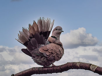 Tortelduif