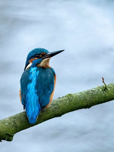 Kingfisher on branch - 1