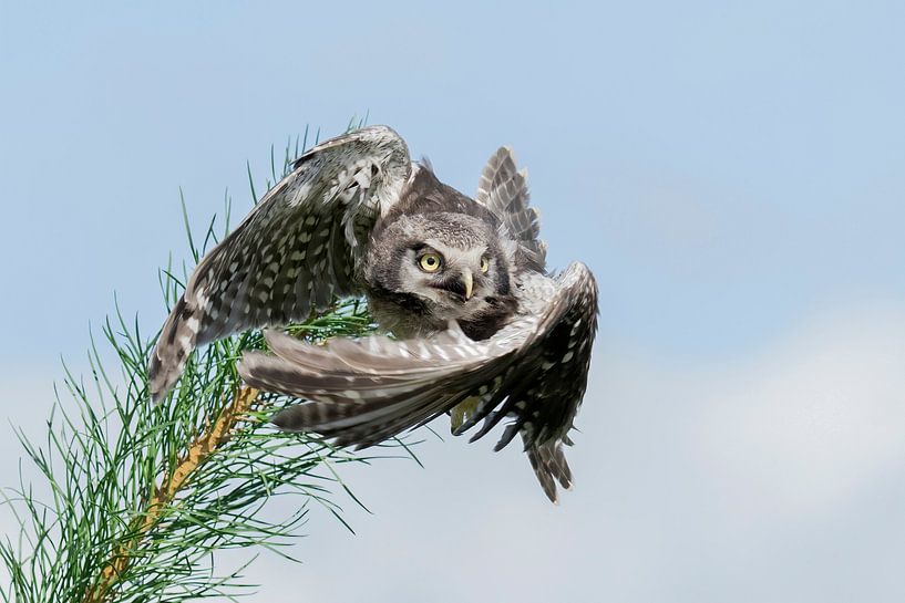 Sparrowhawk owl by Jan van Vreede